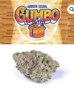 Madison Square Gumbo Strain