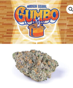 MADISON SQUARE GARDEN GUMBO  STRAIN